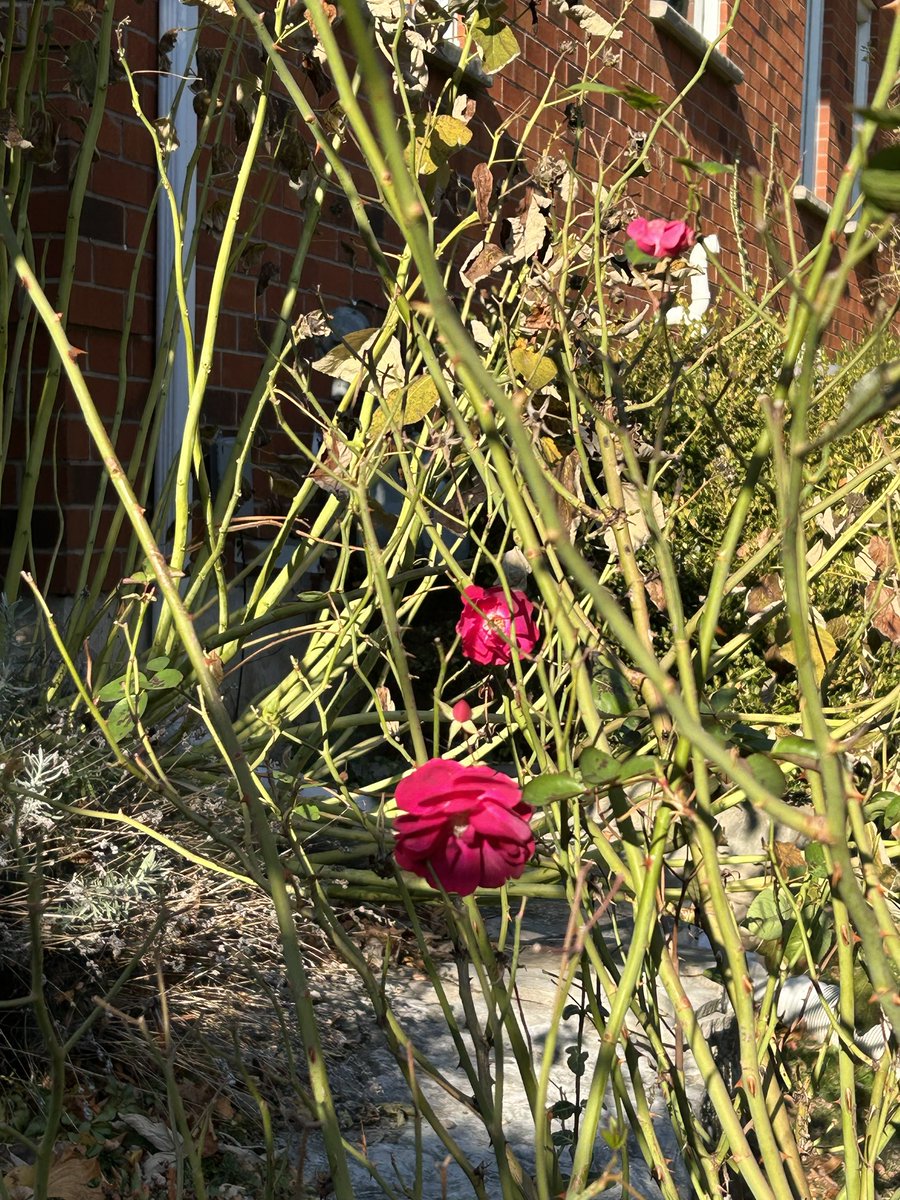 pattimarathon's tweet image. #WhileWalking November roses