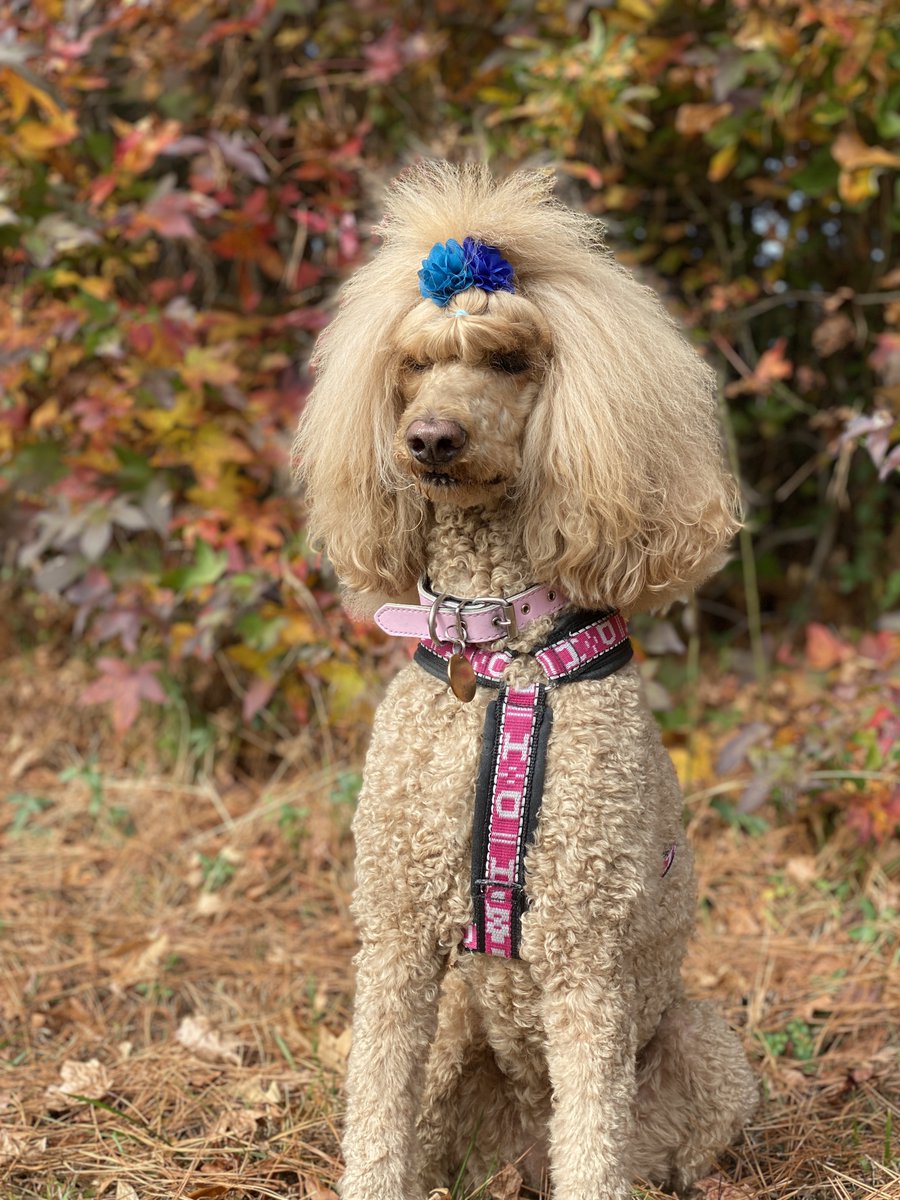 6-miles with my best girl today. <3 

#StandardPoodle #DopeyTraining #runDisney #running #trailrun #SundayMotivation