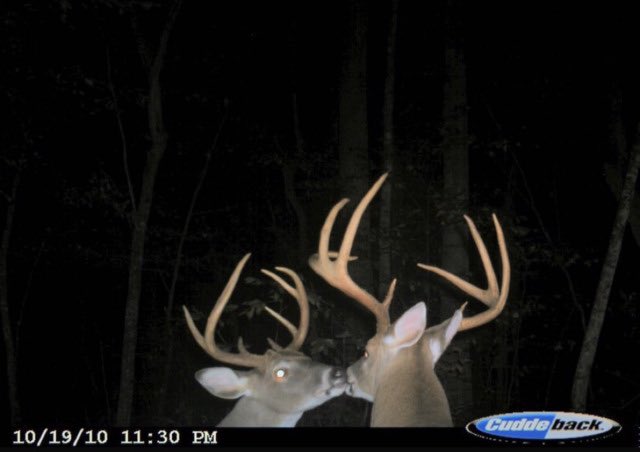 me and my girl if we were both boys and also deer and were kissing