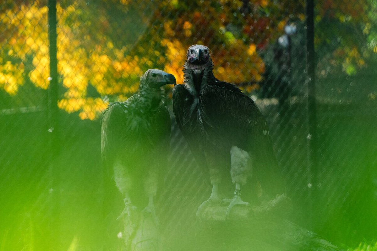 NewsJoshjacobs's tweet photo. Vultures the misunderstood geniuses of the sky?  New research suggests that these scavengers have evolved to be highly intelligent and resourceful, with a unique set of cognitive abilities. #vultures #nature #wildlifes https://t.co/SSPFs4Q0VL