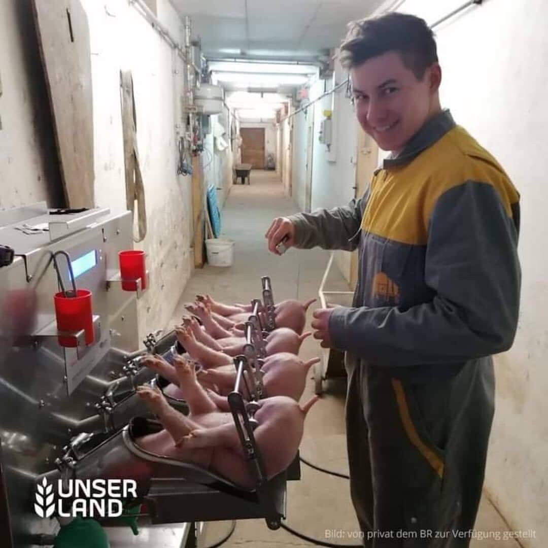 PieterseMarc's tweet photo. @roosvonk Waarschijnlijk Thailand. Ik zou niet verbaasd zijn als deze ‘kapstokjes’ ook in Nederland worden gebruikt.

Meestal hebben zoiets als dit(foto)alleen de CO2 verdoving wordt nauwelijks gebruikt

Veel varkensboeren doen het gewoon uit het handje zoals in de video (is in Denemarken) https://t.co/UaUVp9TxYB