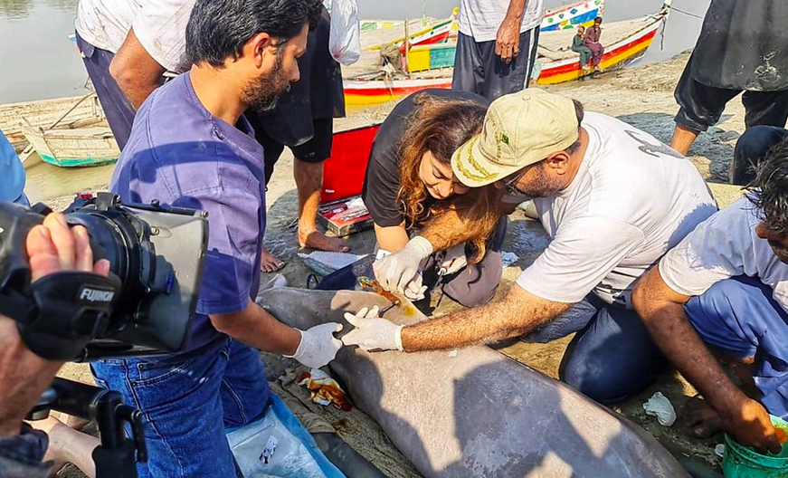 WWF Water 💧🐟 (@wwfleadwater) on Twitter photo And an equally brilliant <a href="/BBC/">BBC</a> #PlanetEarth3 segment on our remarkable <a href="/WWFPak/">WWF-Pakistan</a> colleague, Uzma Khan, a global expert on the Indus river dolphin - showing her involvement in rescues & the first satellite tagging of an Indus river dolphin.
bbc.co.uk/programmes/art…
<a href="/hnaqikhan/">Hammad Naqi Khan</a> And an equally brilliant <a href="/BBC/">BBC</a> #PlanetEarth3 segment on our remarkable <a href="/WWFPak/">WWF-Pakistan</a> colleague, Uzma Khan, a global expert on the Indus river dolphin - showing her involvement in rescues & the first satellite tagging of an Indus river dolphin.
bbc.co.uk/programmes/art…
<a href="/hnaqikhan/">Hammad Naqi Khan</a>