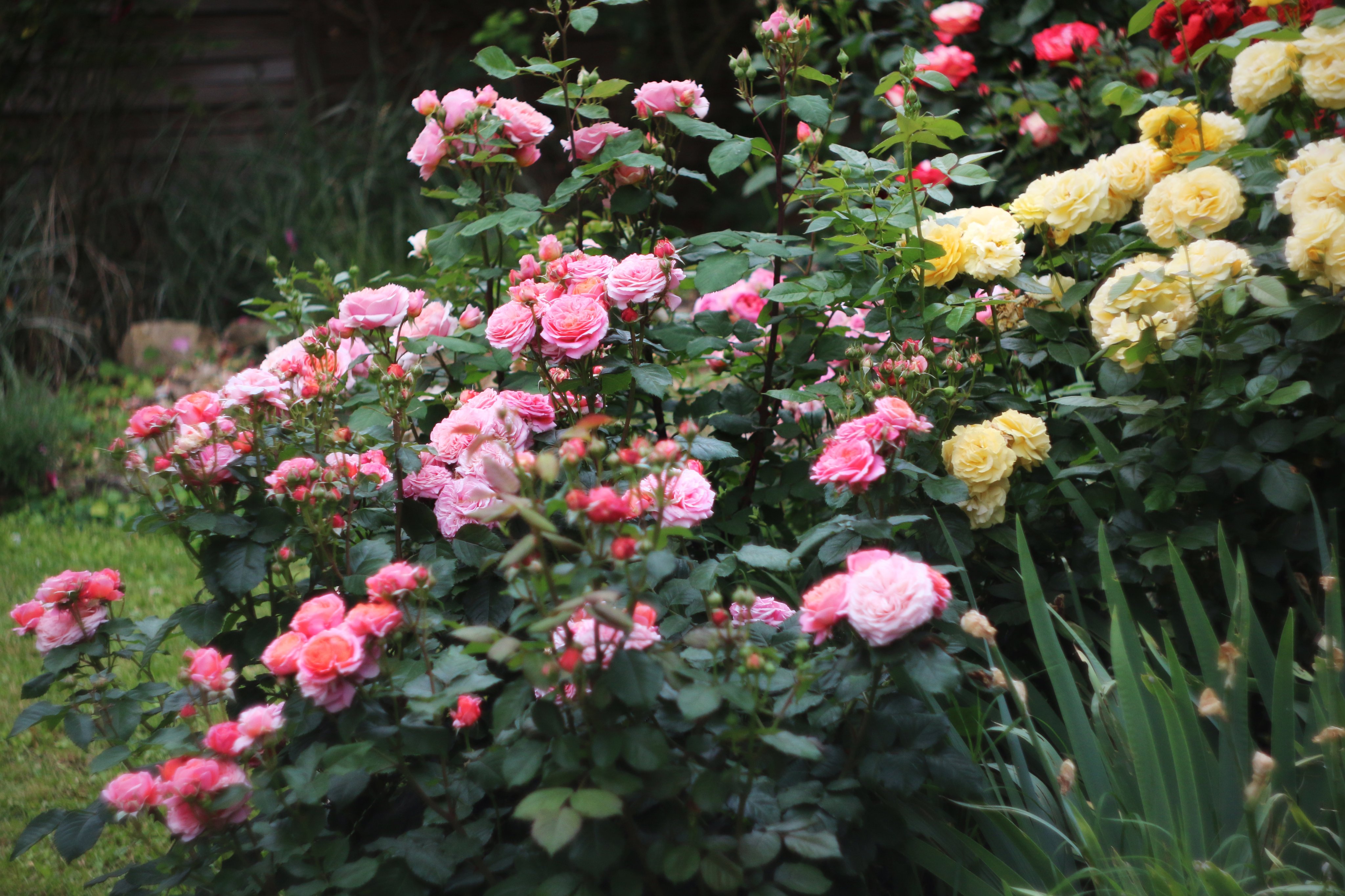 その他 Rose marry SPJ176，Marie Rose 玛丽，Japanese Shrub Rose，Non-Grafted