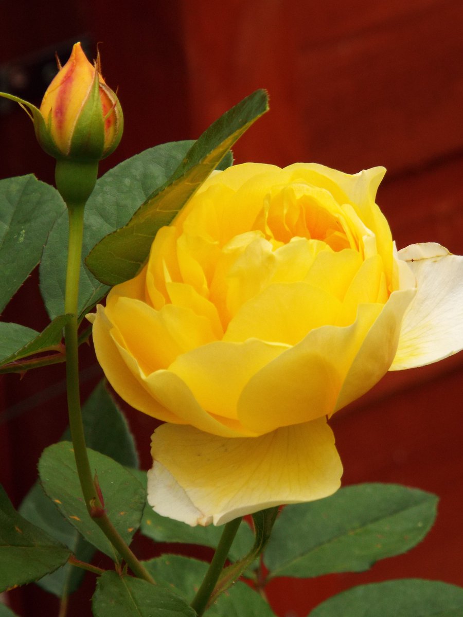 For my dear friends because it's #SundayYellow , yellow roses for friendship 🤗🕊️🌹💛
#sundayvibes #friends #Peace #RemembranceSunday