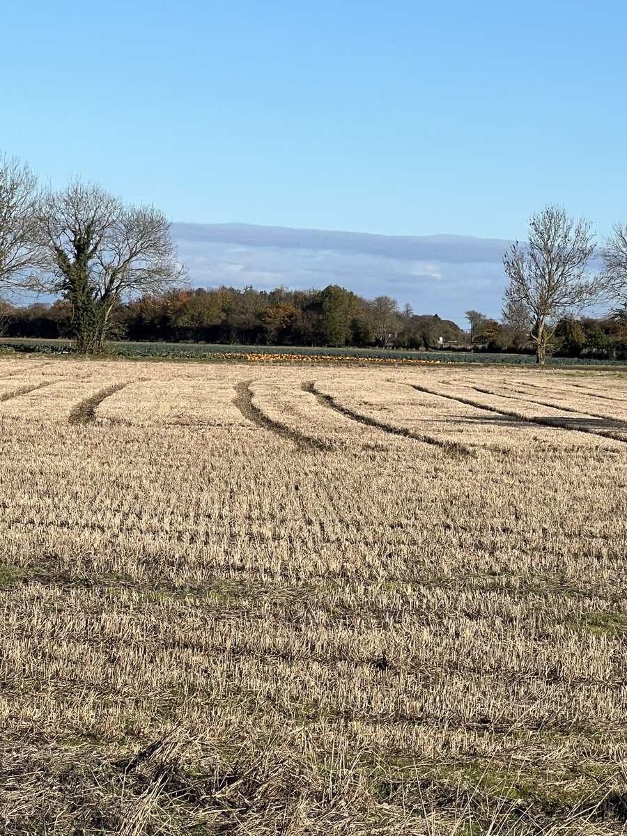 DBuddie1987's tweet photo. Still a bit under the weather this week. 20 miles walking but only a further 8 miles on the exercise bike this week. YTD 1,978 miles. Surprised to see snow drops out already. #NHS1000miles https://t.co/IZ0NO8hqCy