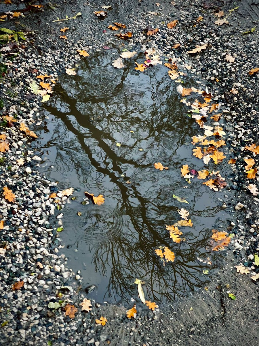 AndrewPBrooks's tweet photo. From an autumn walk this afternoon. https://t.co/V3BB9fCtYS