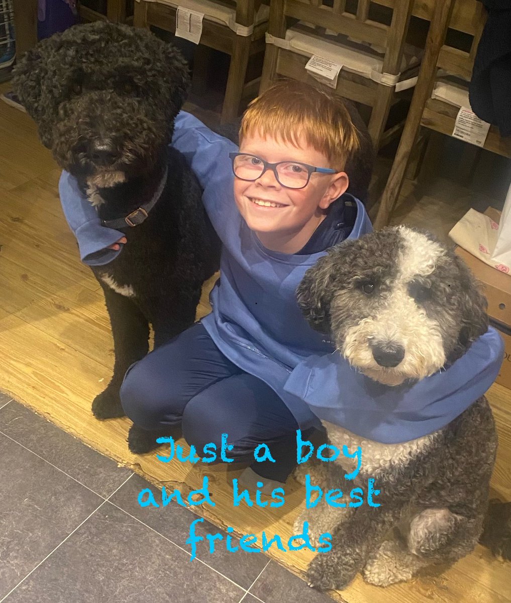 presty426's tweet image. Really cannot explain just how much love I have for my boy, makes me laugh and smile every single day  #sheepadoodle