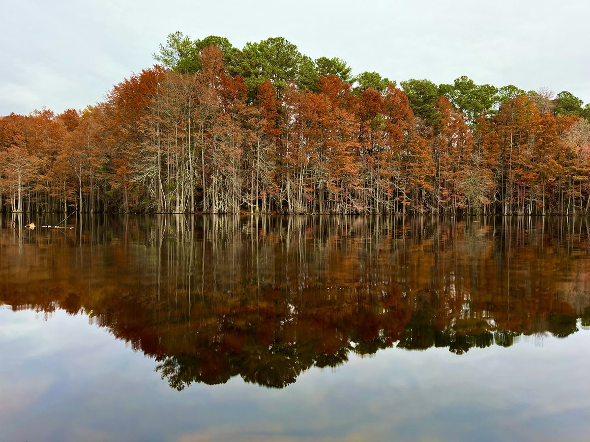 Spotted the most beautiful trees while hiking along a lake in North Carolina. Serene… magical…