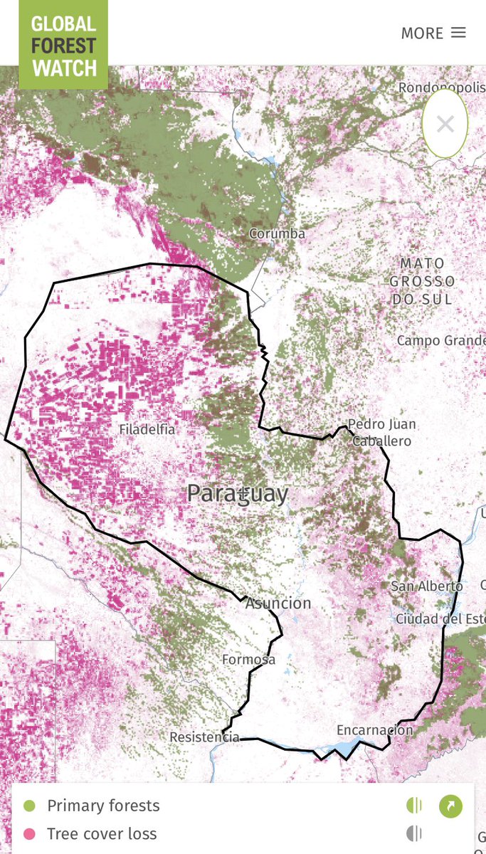 Advierten a Paraguay, de seguir con su deforestación masiva, Paraguay puede convertirse en un país No apto para vivir por las altas temperaturas producto de la Deforestación masiva y criminal qué hace en el Chaco Paraguayo.