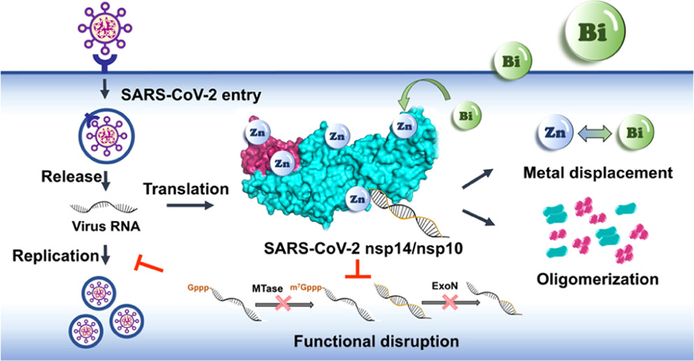 Nsp14/nsp10 complex is an authentic target of bismuth-based allosteric inhibitors against pan-SARS-CoV-2 infection. #ACSInfectiousDiseases  

go.acs.org/6T6