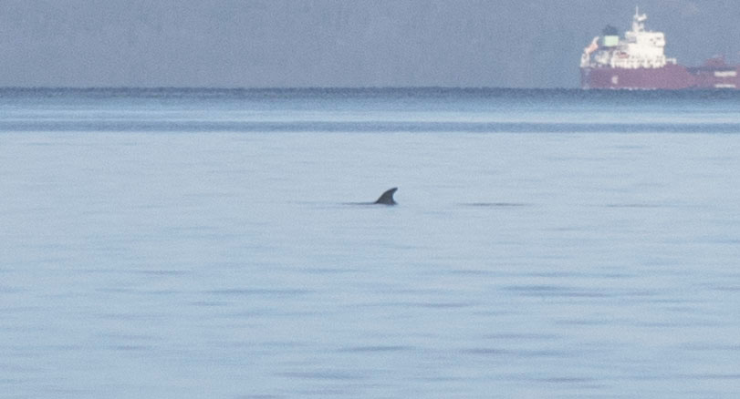 A sei whale off Portobello in the Firth of Forth today! @BBCSpringwatch @SeaWatchersUK @ScotWildlife @VisitScotland @whales_org #wildlife #wildlifephotography #seiwhale #whale #firthofforth #portobello #scotland