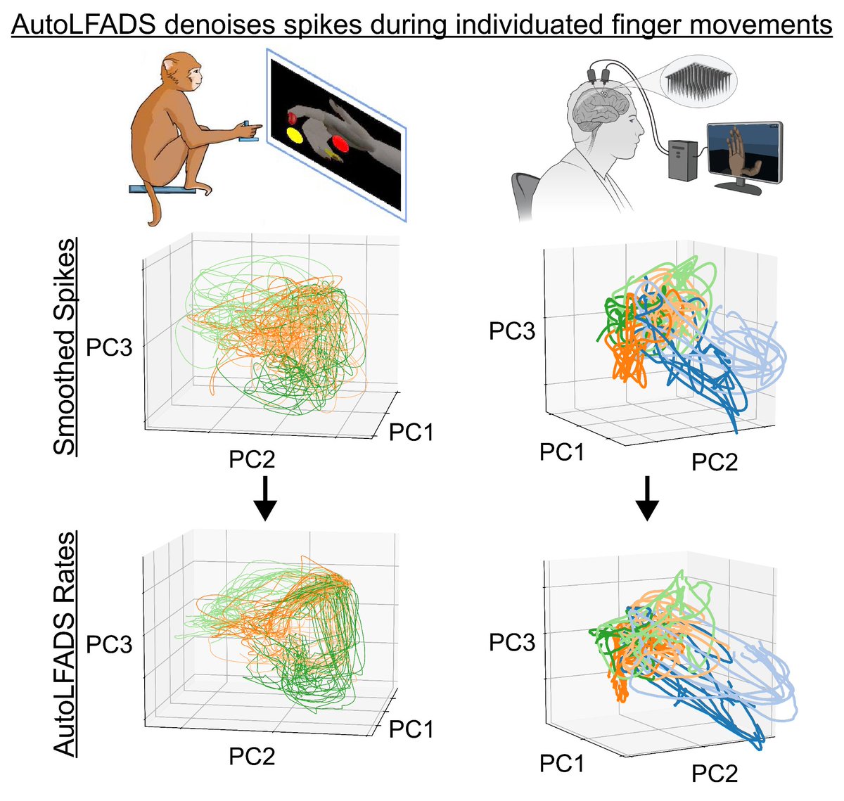 Ever wonder if neural dynamics modeling improves individuated finger decoding like it does for arm reaches? So did we, so check out our Wednesday AM #SfN23 poster where we applied AutoLFADS to denoise monkey and human spiking activity during finger movements!

 PSTR488.08 / JJ19