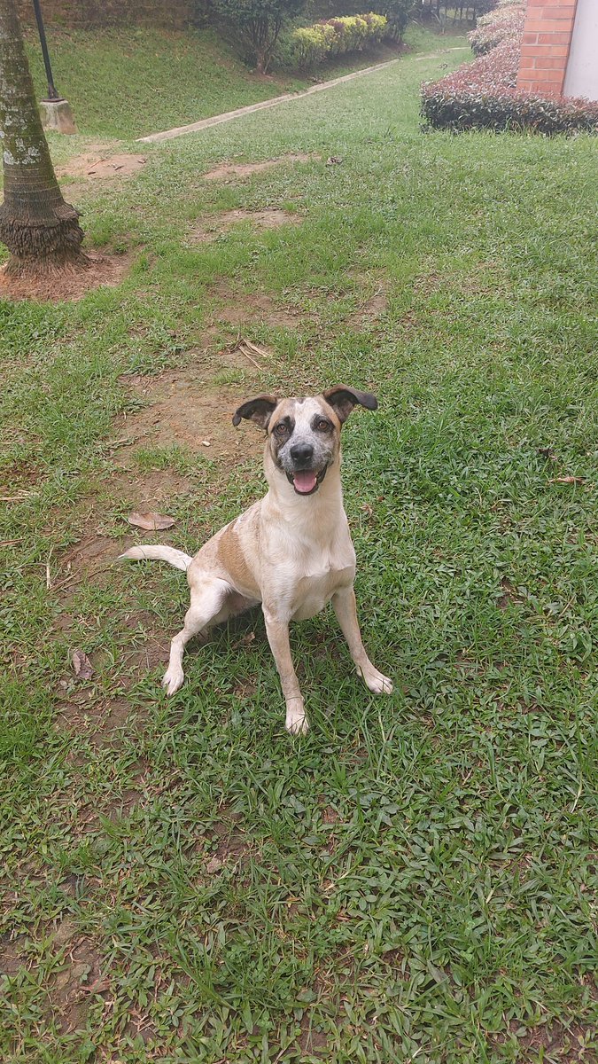 MarySaldaV's tweet photo. Abby la artista 💕🐕💖 https://t.co/LyJ4fn2kIG