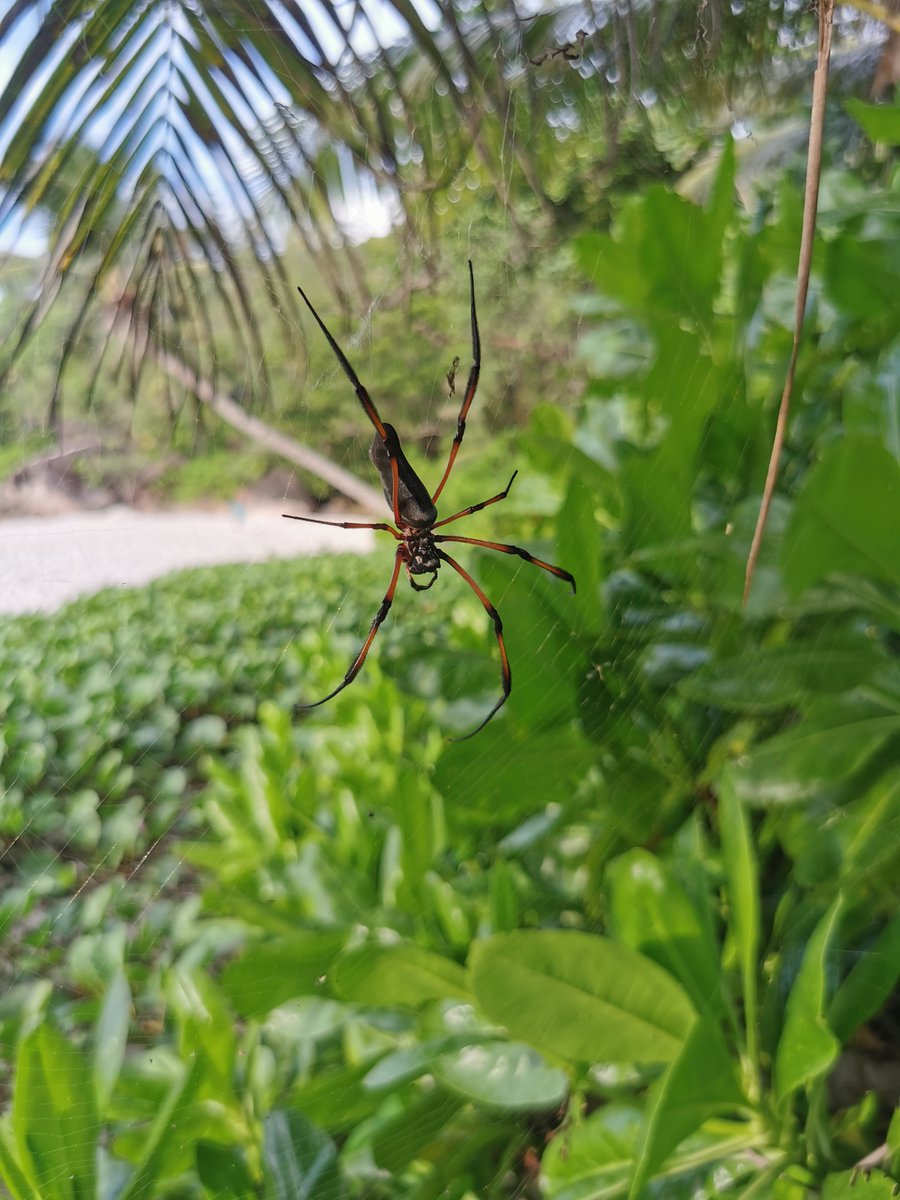 and harmless giant spiders...
#seychellesislands  #holidays #spider
