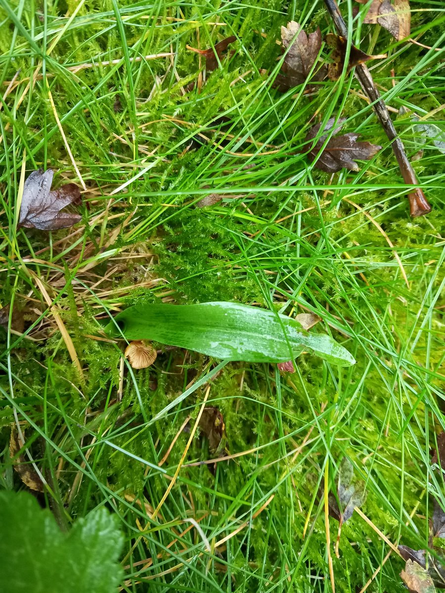 Now up to seven bee orchids found in their winter green state. Four on a public footpath, so we might have to get some signs and markers put out to stop them being trampled. Now is the time to go looking for them in your lawn/park/reserve too 🙂 <a href="/ukorchids/">Wild Orchids UK & Ireland</a> #WildflowerHour