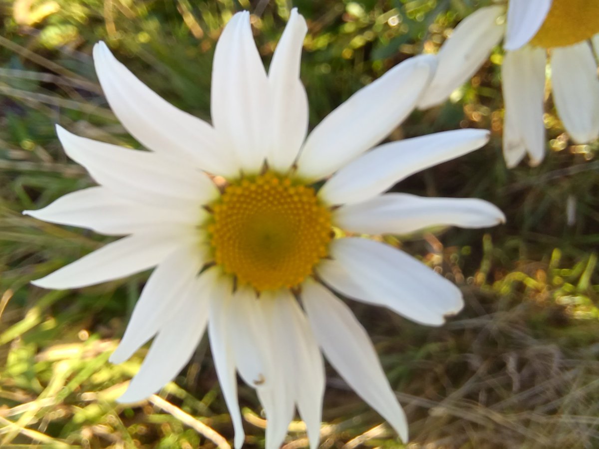 #wildflowerhour Oxeye Daisy (Leucanthemum vulgare) N. Lancs.