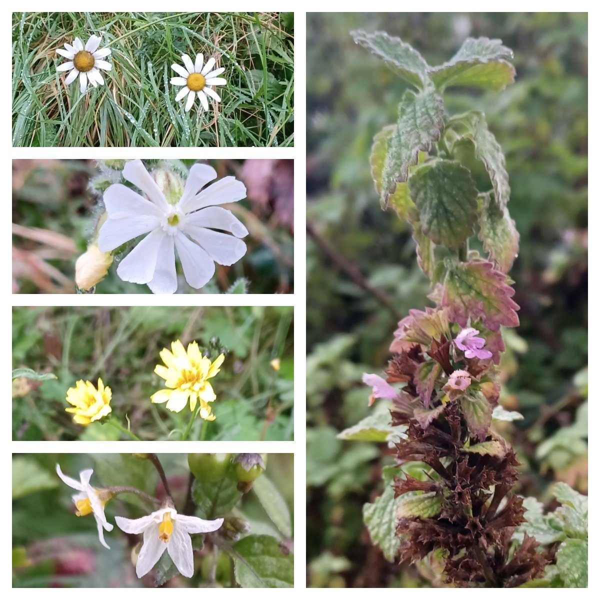 Ralphs_Ian's tweet photo. @BSBIbotany @wildflower_hour #Winterten VC34 both west and east of the river, Sharpness and Lydney yesterday and today. #wildflowerhour https://t.co/zDexxXO3kO
