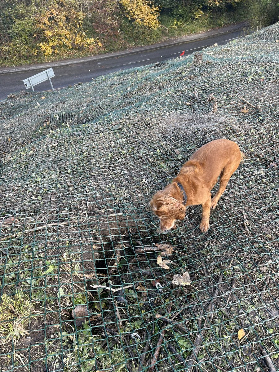 Ellesborough Road, Wendover. Another badgers’ sett meshed over with no door installed or alternate way out. The dog is convinced there is something in there. Have reported to HS2 and been told no one can attend today who is ‘authorised’ to cut the wire.