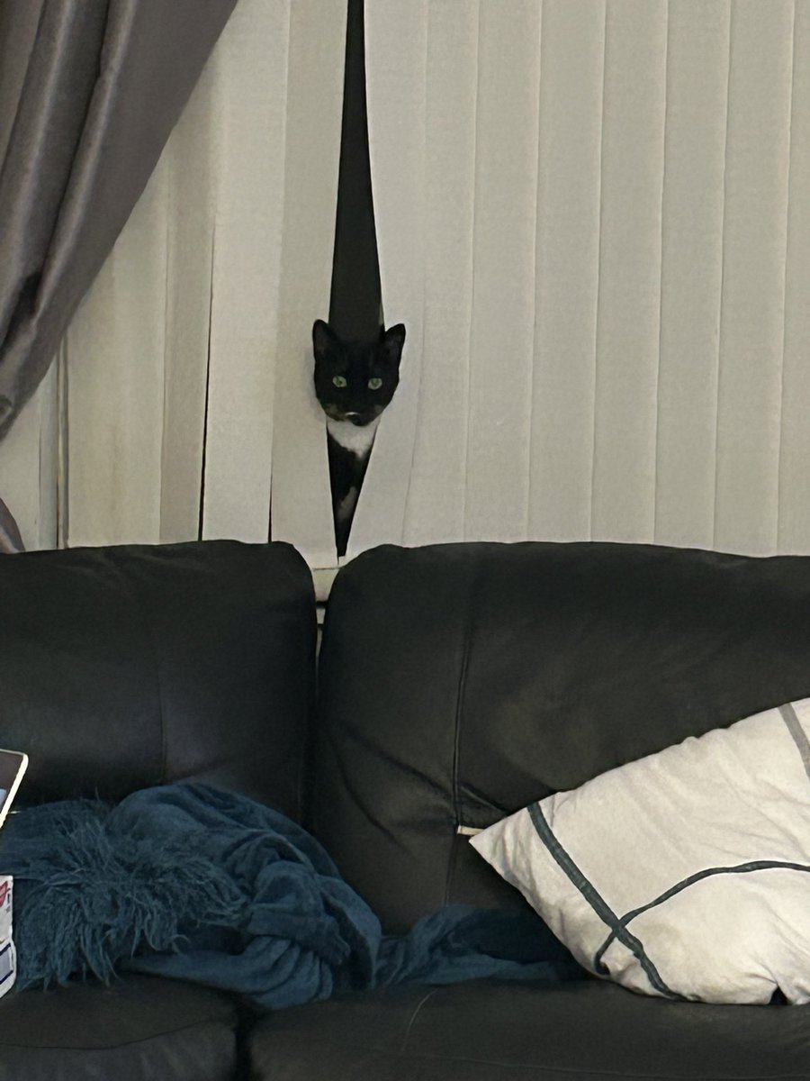 Shadow the Cat tweet media