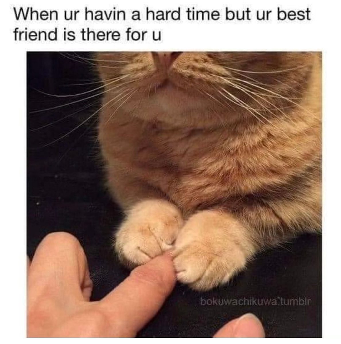 PostsOfCats's tweet photo. https://t.co/pYlufimZo4