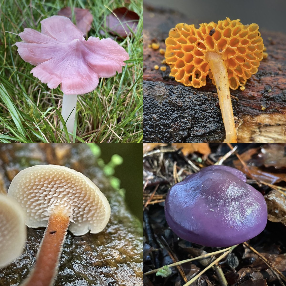 Liz Louise tweet media