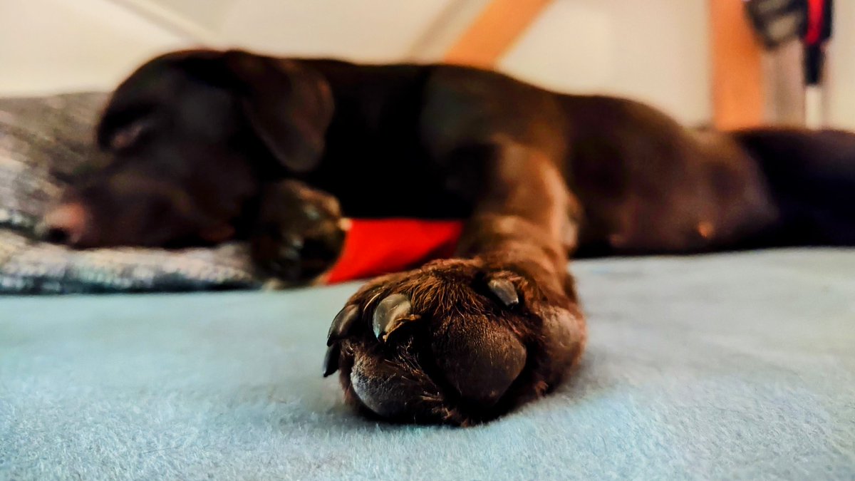 Schlafpfote 💤😘