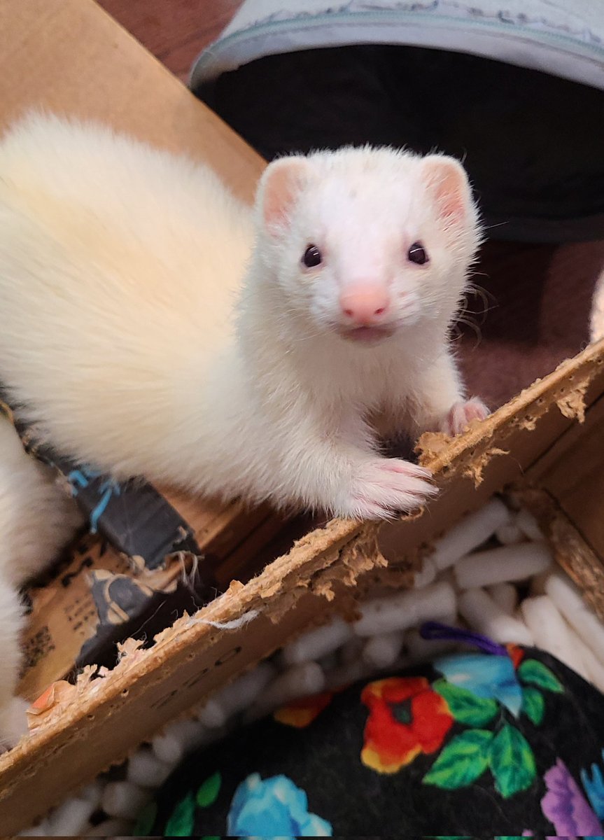 FerretVermont's tweet photo. I just supported to help Ferret Association of Vermont win a $2500 donation, and you can too! Visit https://t.co/WrBLcAu7PS to learn more. #EveryPetProject NO PURCHASE NECESSARY. https://t.co/43zBAiPFV2