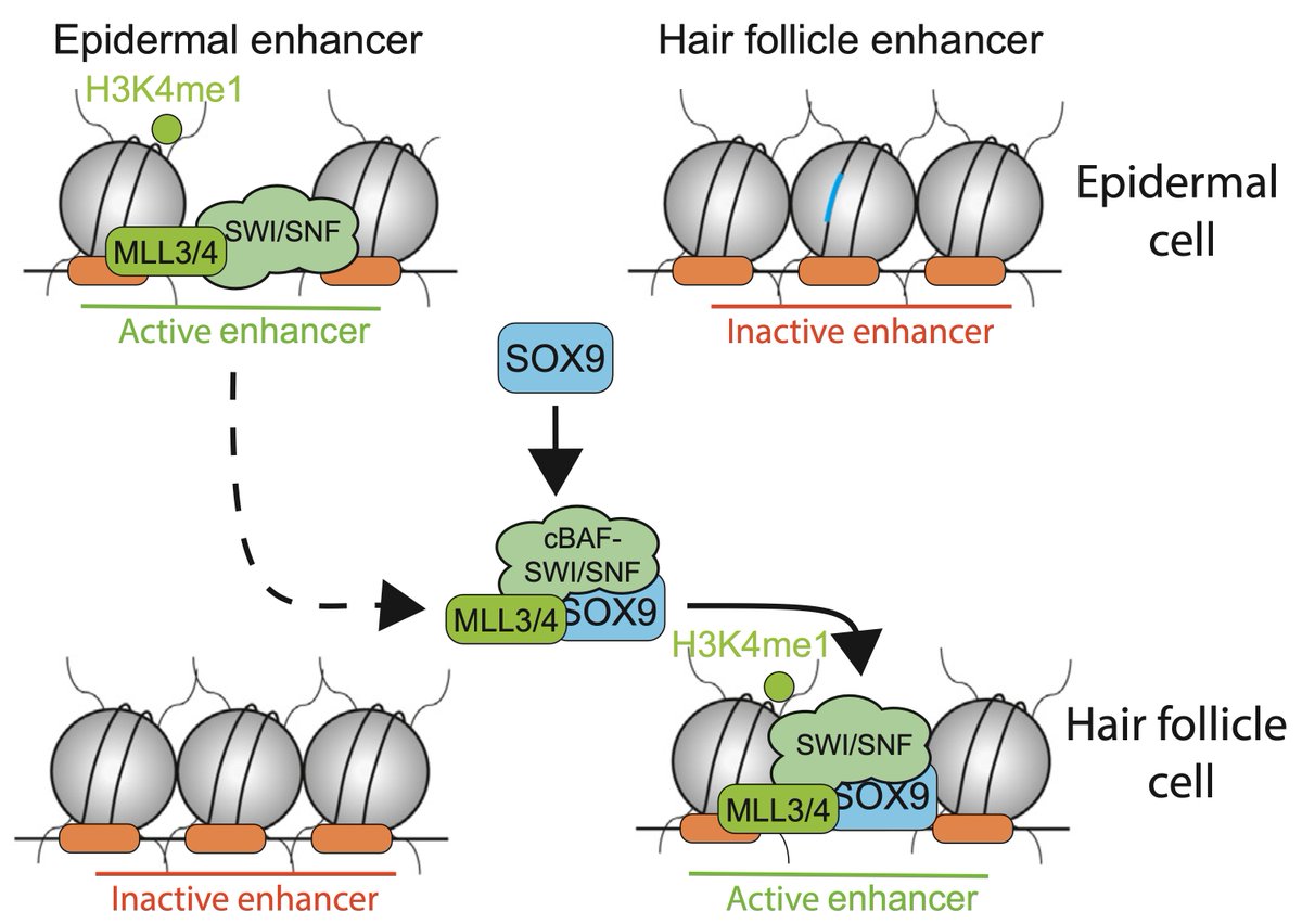 Hot new insights on pioneer transcription factors are reviewed by Barral and Zaret in the latest Trends in Genetics.

Cells adopt new roles during cell differentiation or tumor disregulation, and it is well known that this change is guided by master transcription factors, known