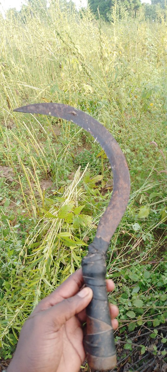 YVFAGambia's tweet image. First harvest of our sesame farm.
@AVFCFoundation @debbieb63 @ALife1874 @TyroneMings @jodielouiseart @academyavfc @AVFC_KJA @PaulKirton_ @KirstyHanson3 @AVW_SC
#sustainability
#selfsupport
#agriculture4sustainability
#agrifootball
#villastreet
#yvfa