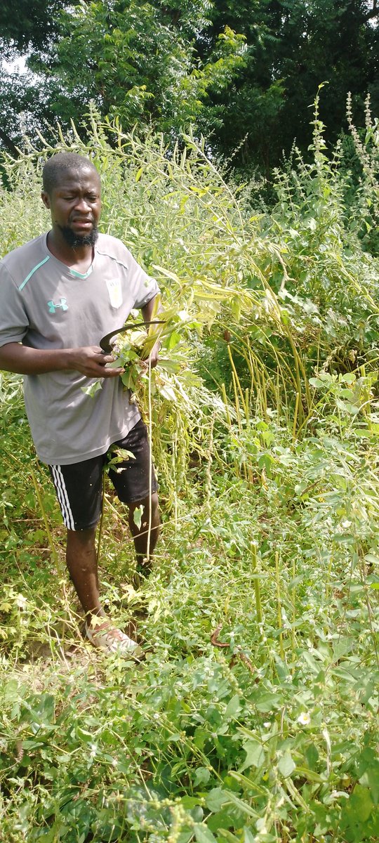 YVFAGambia's tweet image. First harvest of our sesame farm.
@AVFCFoundation @debbieb63 @ALife1874 @TyroneMings @jodielouiseart @academyavfc @AVFC_KJA @PaulKirton_ @KirstyHanson3 @AVW_SC
#sustainability
#selfsupport
#agriculture4sustainability
#agrifootball
#villastreet
#yvfa