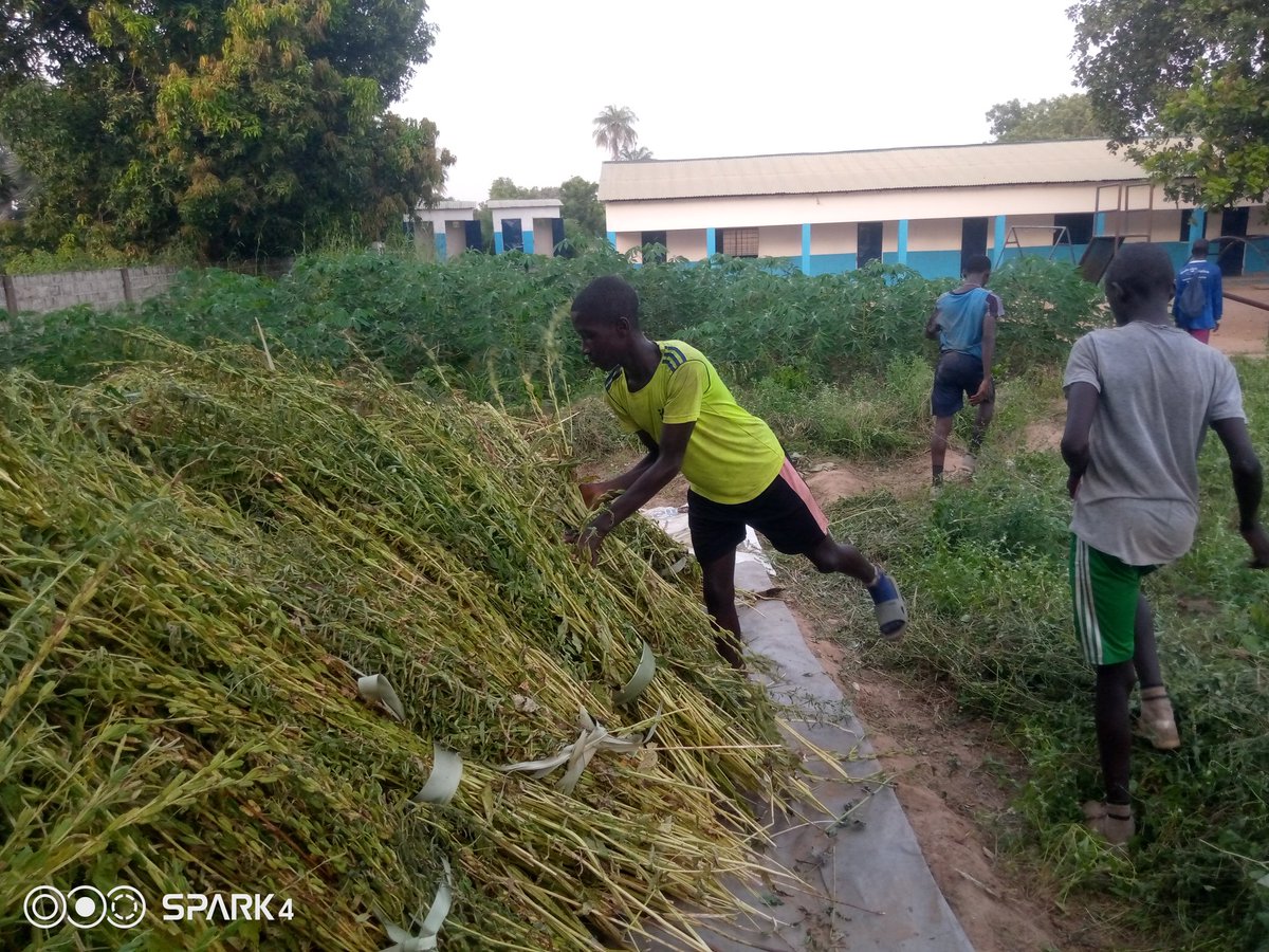 YVFAGambia's tweet image. First harvest of our sesame farm.
@AVFCFoundation @debbieb63 @ALife1874 @TyroneMings @jodielouiseart @academyavfc @AVFC_KJA @PaulKirton_ @KirstyHanson3 @AVW_SC
#sustainability
#selfsupport
#agriculture4sustainability
#agrifootball
#villastreet
#yvfa