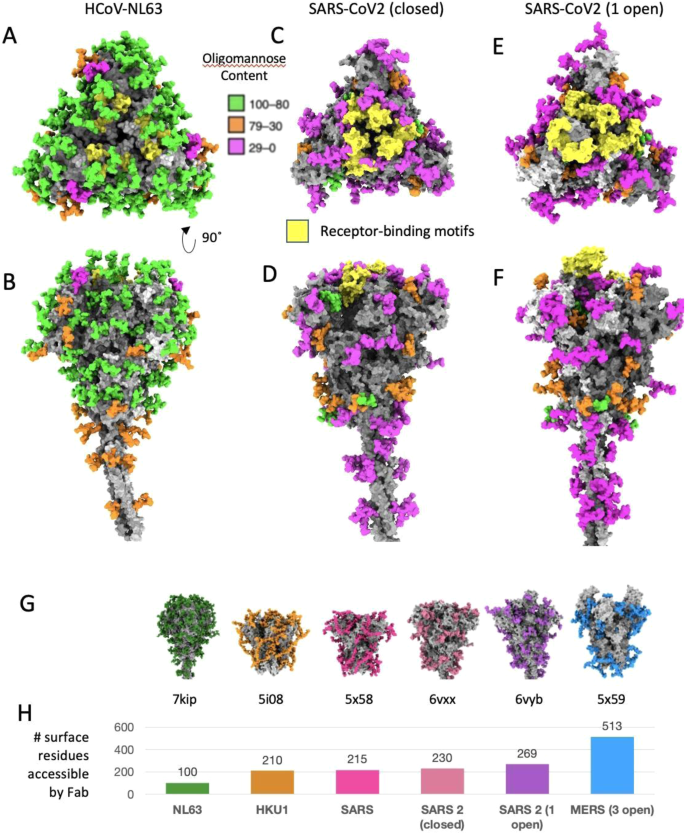 Structural insights into the modulation of coronavirus spike tilting and infectivity by hinge glycans nature.com/articles/s4146… #glycotime