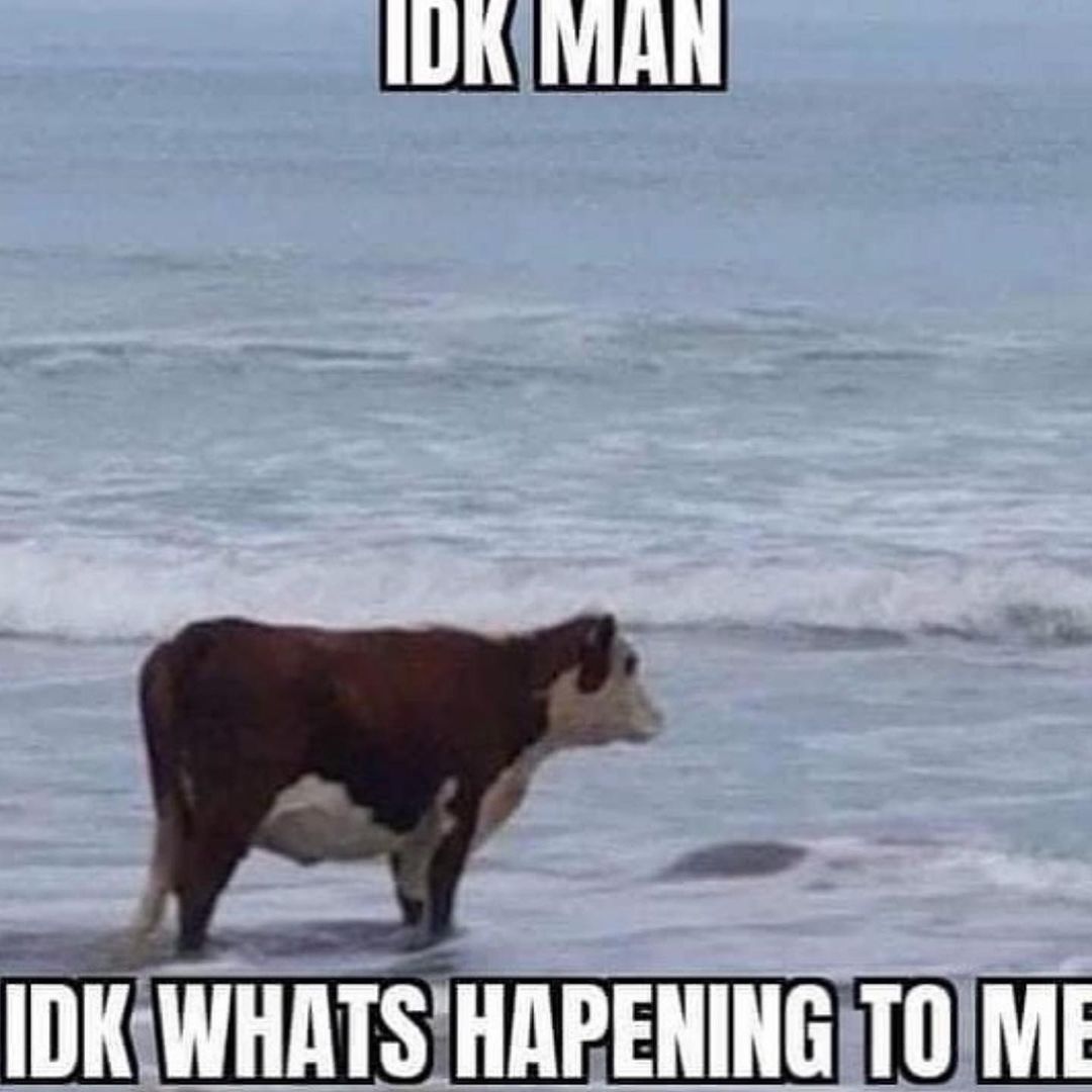 hourly_shitpost's tweet image. 