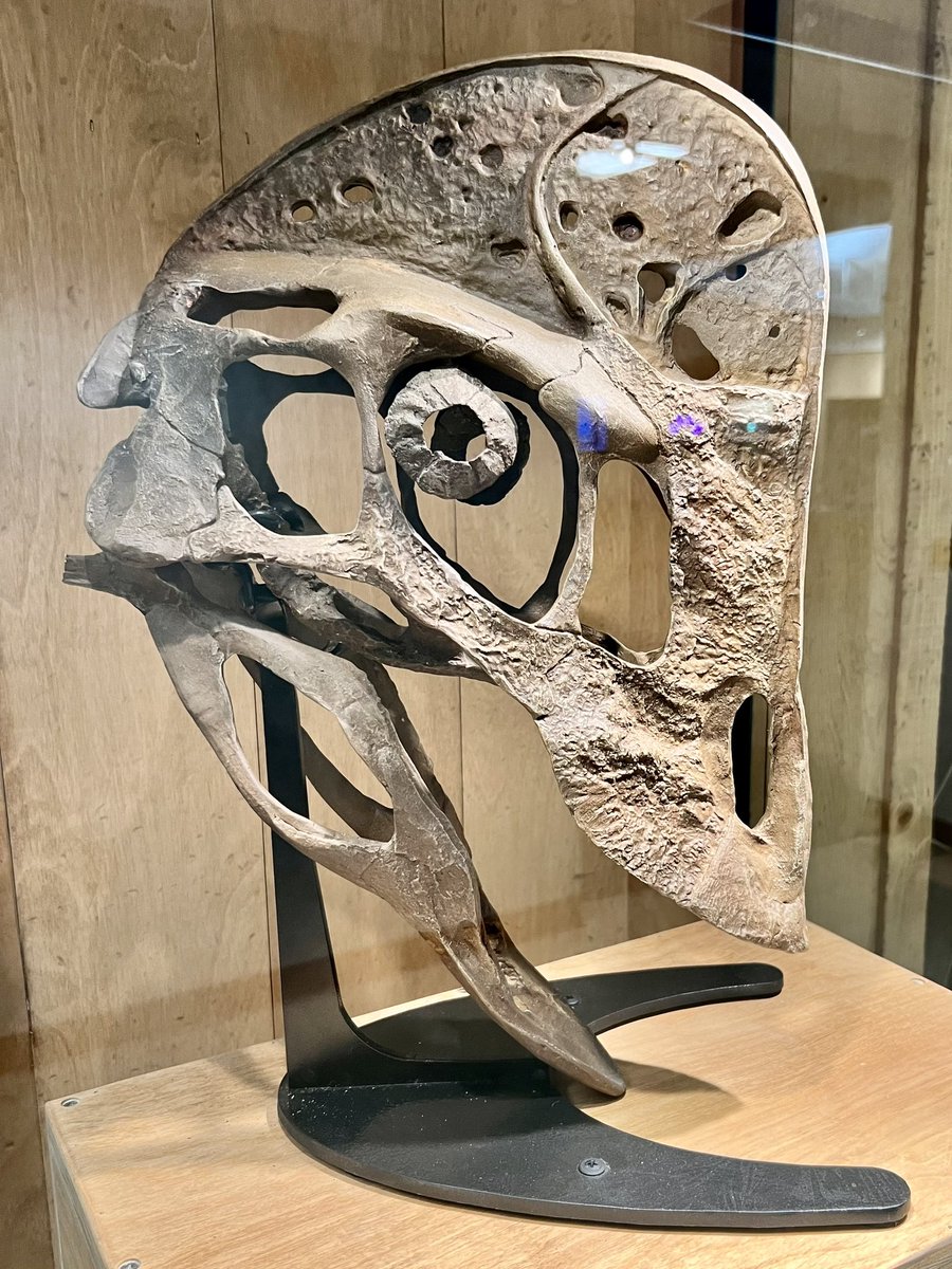 FHSU_Paleo's tweet image. Oviraptorid dinosaurs have recognizable crests on their heads and bird-like toothless beaks. Anzu was large (11-12 ft long) and is the most complete North American oviraptor. Because the fossils were found in the Hell Creek Formation, it is called "chicken from Hell". #Dinovember