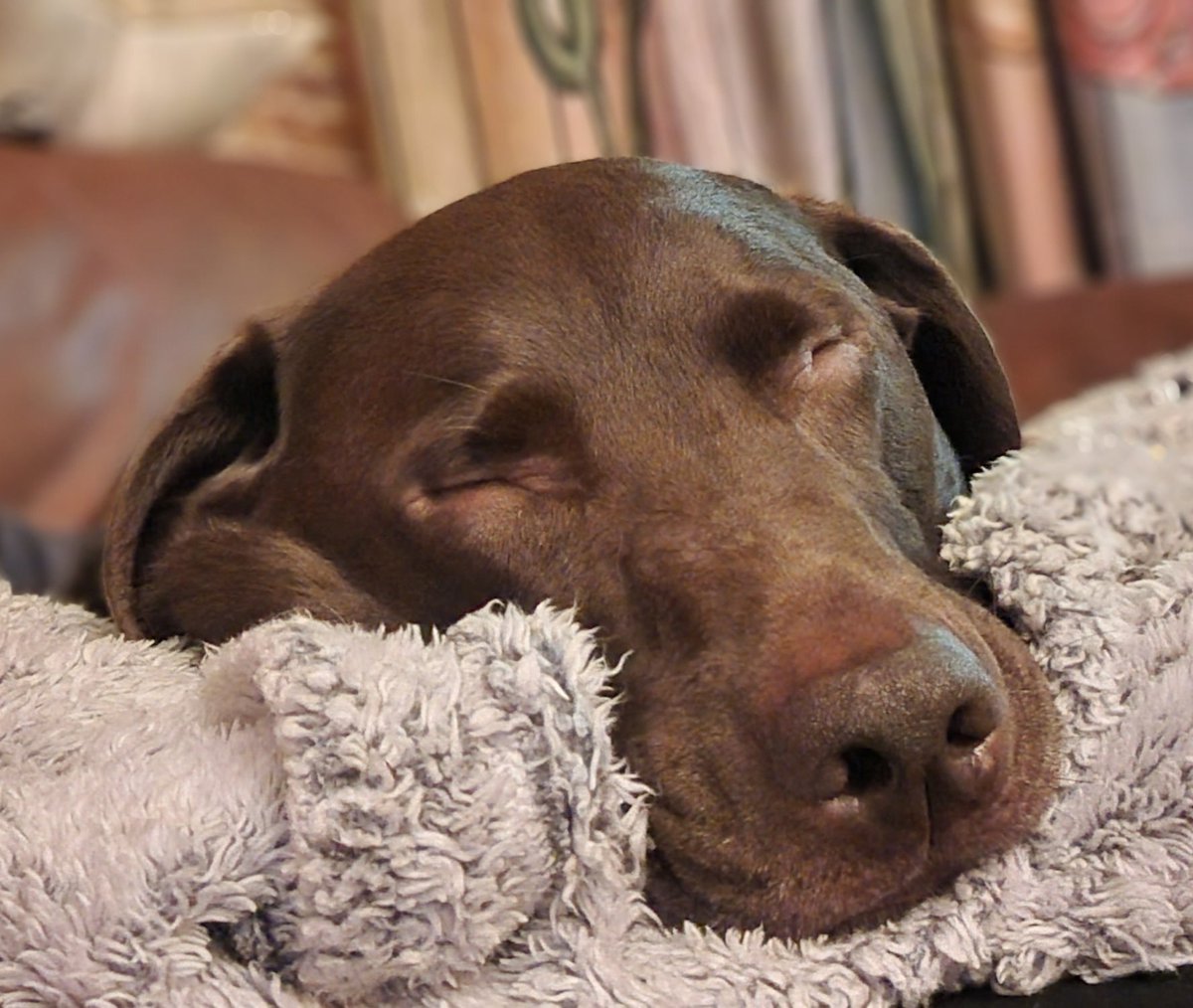 He has tired himself out barking at #fireworks 
#lapdogwannabe #George #butterwouldntmelt❤️ #mrsnooze😴