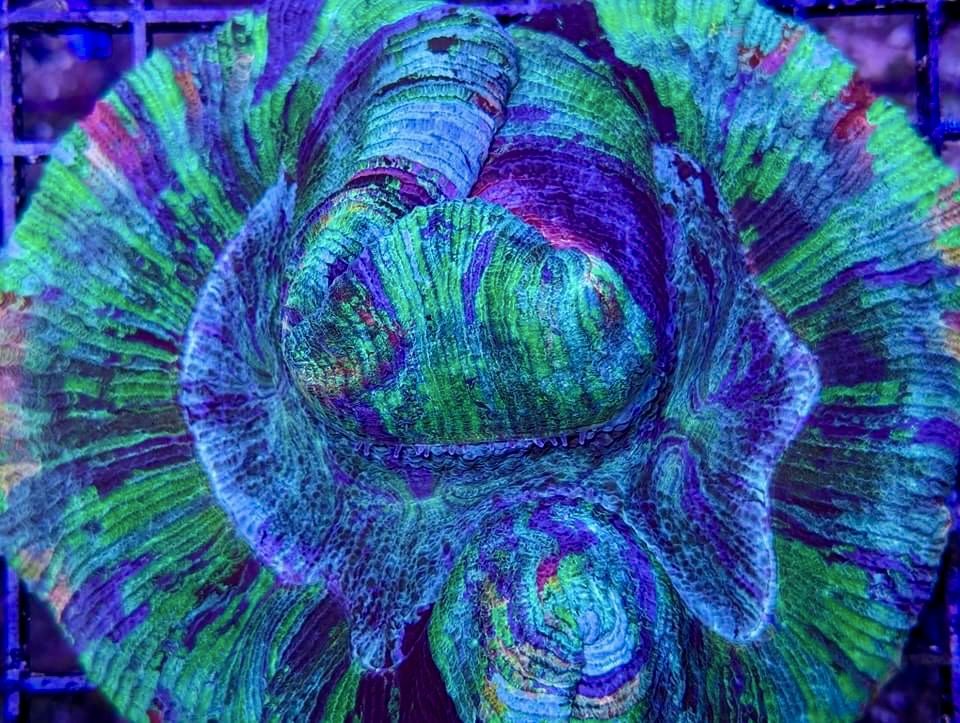 aqlaquarium's tweet image. Beautiful reef animals are always available at 
Aqua Life Aquarium 
All corals buy 3 get 1 free! 
4505 Granite Dr 
Rocklin Calif 
(916)652-0548 
#FishTanks #reeftanksofinstagram# #reefaquarium #coralfrags #allmymoneygoestocoral #reefaddict