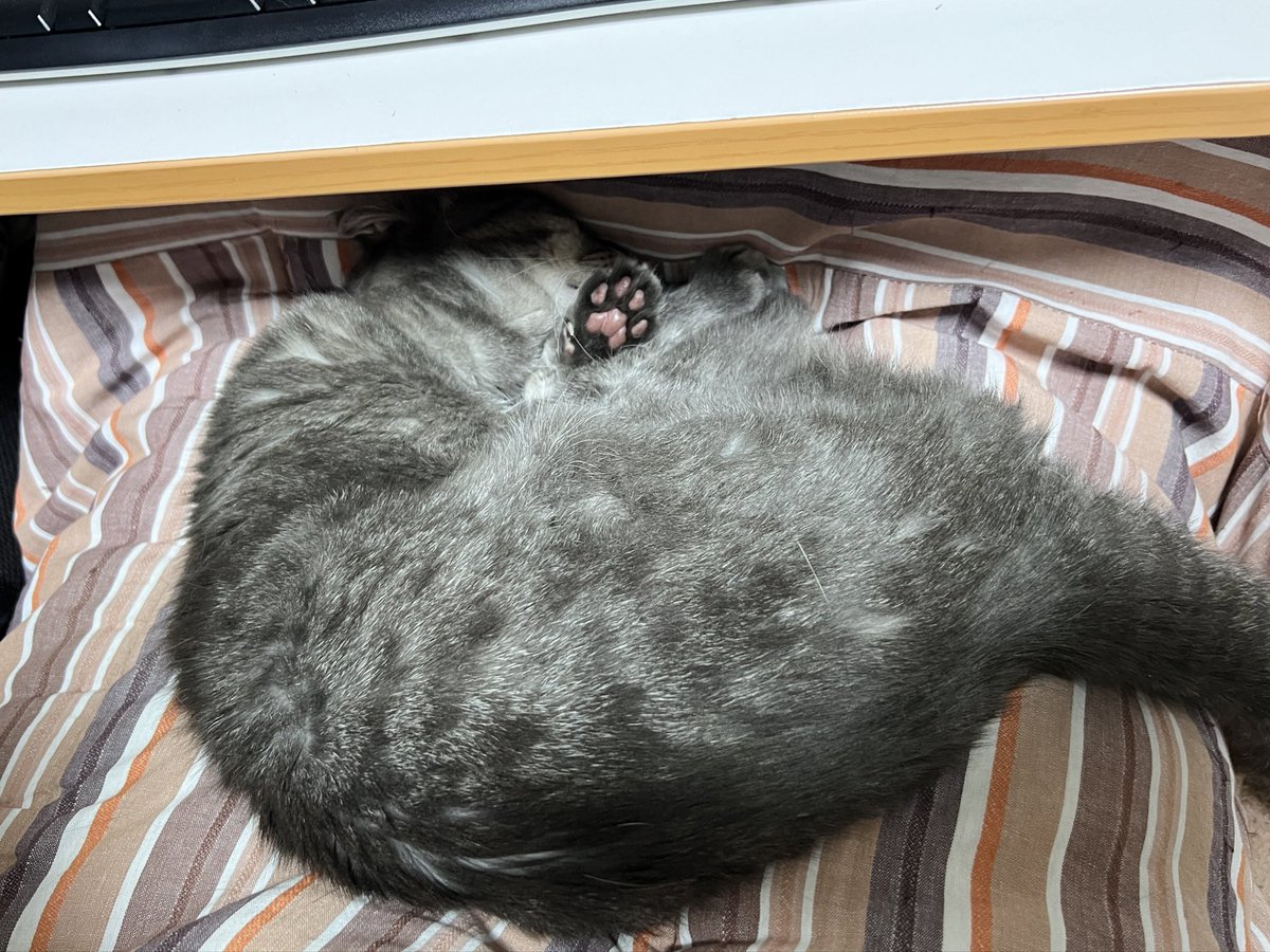 NHasica's tweet photo. 寒くなって
ぬくぬくの猫から肉球が生えてくる季節に
なりました https://t.co/9MQoOTJmew