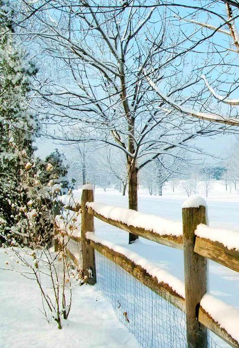 " Rural winter fence "