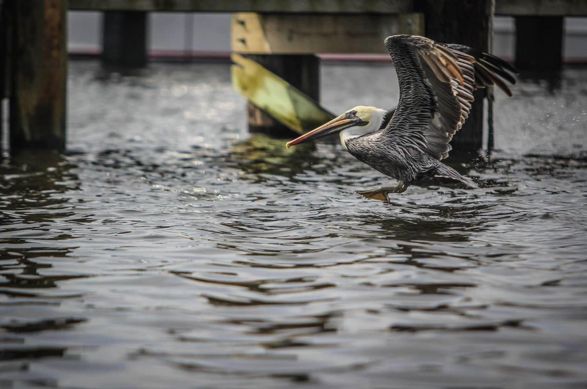 Love life on the OBX of NC. #photography #pelicans #photographer #OBX #outerbanks #obxphotography #obxphotographer #birdphotography