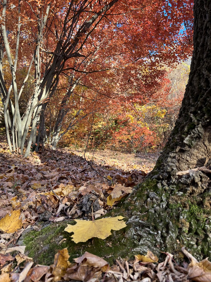 Golden hour is my favorite autumn hour. Golden hour is the hour+ before sunset or after sunrise. The world seems to glow. It’s quiet and serene and beautiful. 🍂🧡🍁💛 Photos taken at Valley Garden Park in Greenville, DE