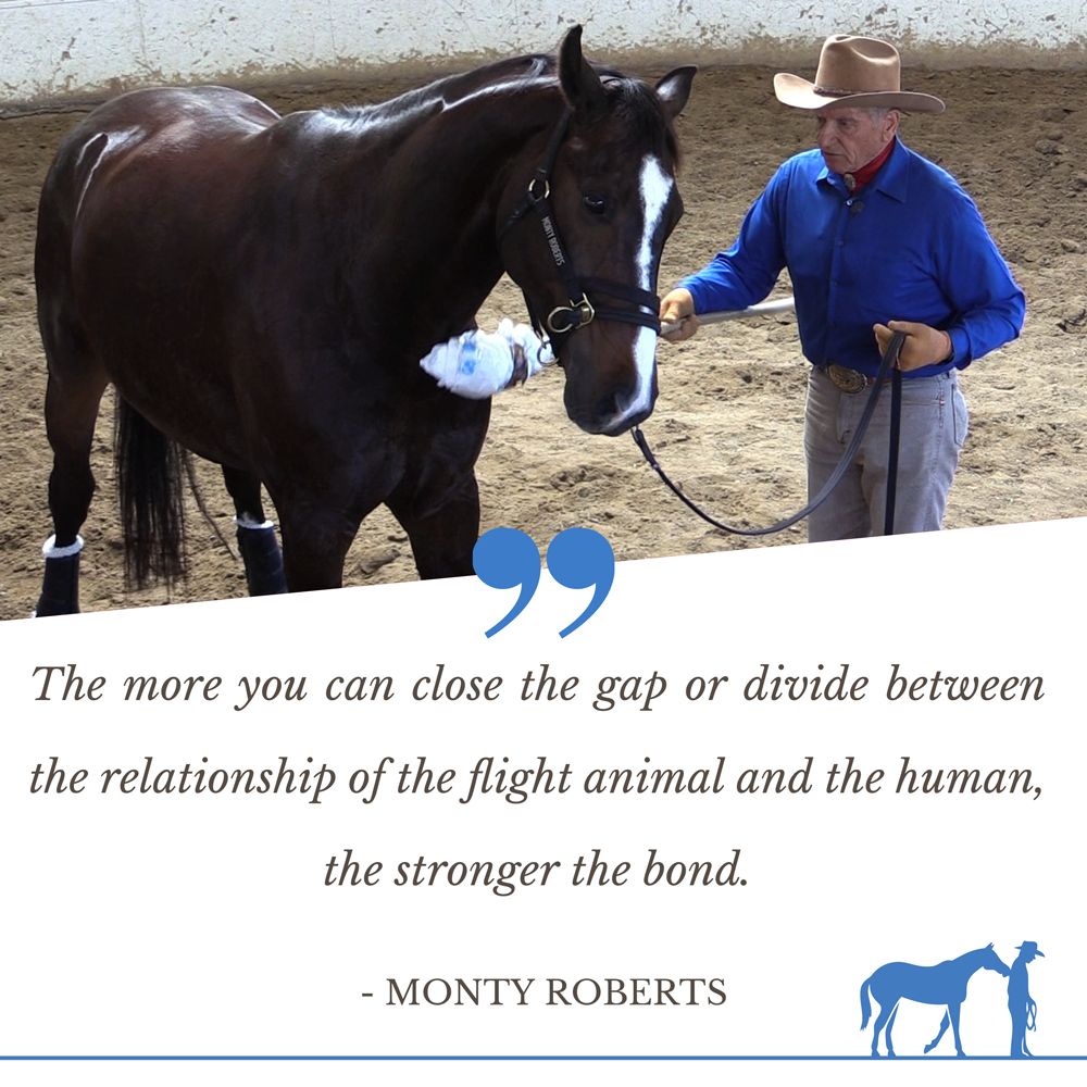 “The more you can close the gap or divide between the relationship of the flight animal and the human, the stronger the bond.” Monty Roberts #montyroberts #montyrobertsquote #startingnotbreaking