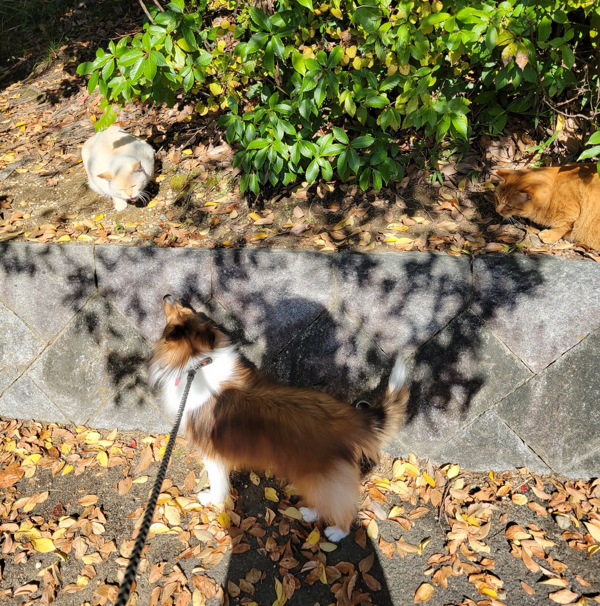 白い子にはいつもシャーって言われるシフォンさん。でも言われても見に行く🐈️
