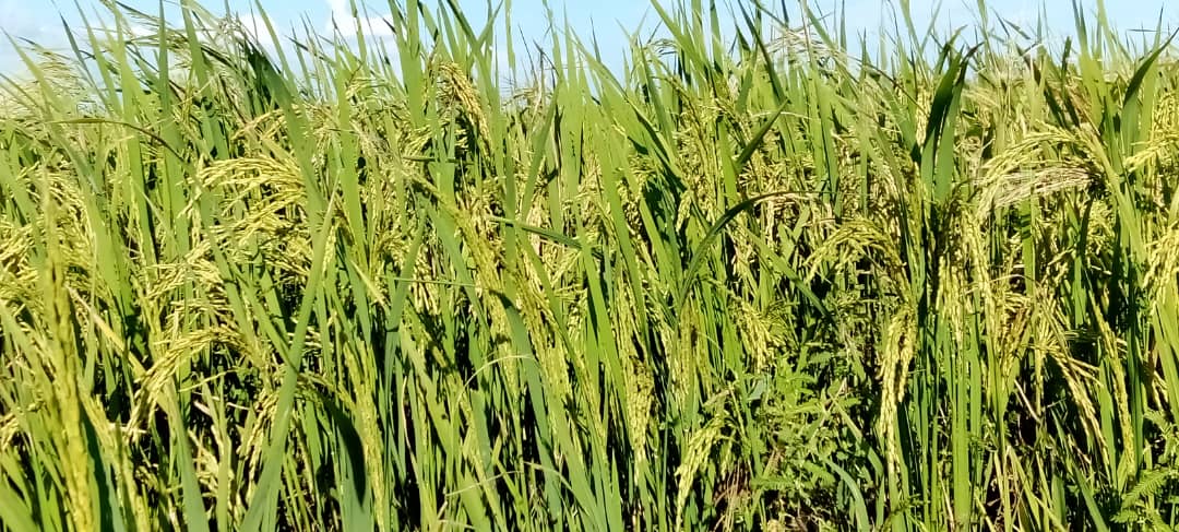 poder_sur's tweet photo. Casi a punto de cosecha 33 Ha. sembradas de arroz por campesinos de Alonso de Roja, #ConsolacióndelSur. Se estima una producción de unas 84 TN. El corte será a finales de este mes https://t.co/zjhmuAa3O3