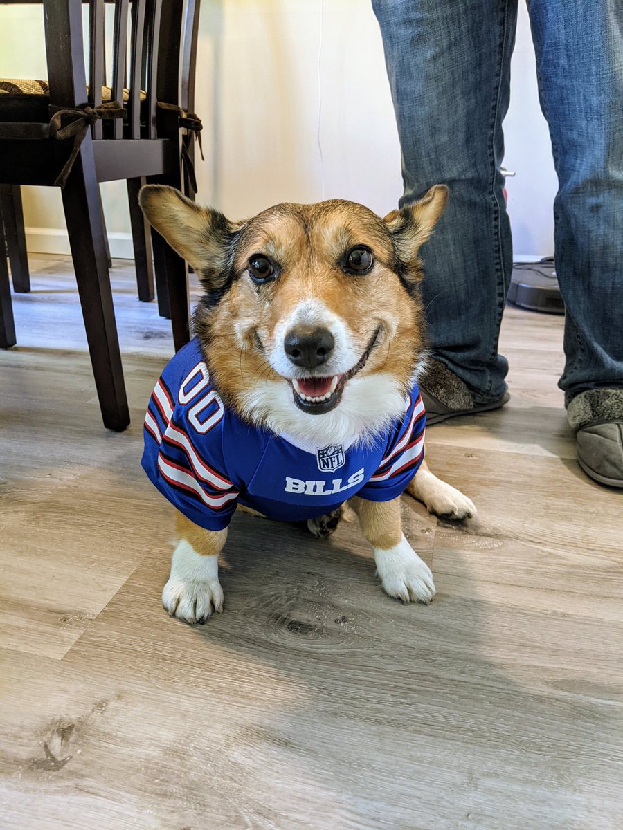 Sofi wants to know where are her chimkin wings #CorgiCrew #BillsMafia ⁦<a href="/canfielg/">Greg Canfield</a>⁩