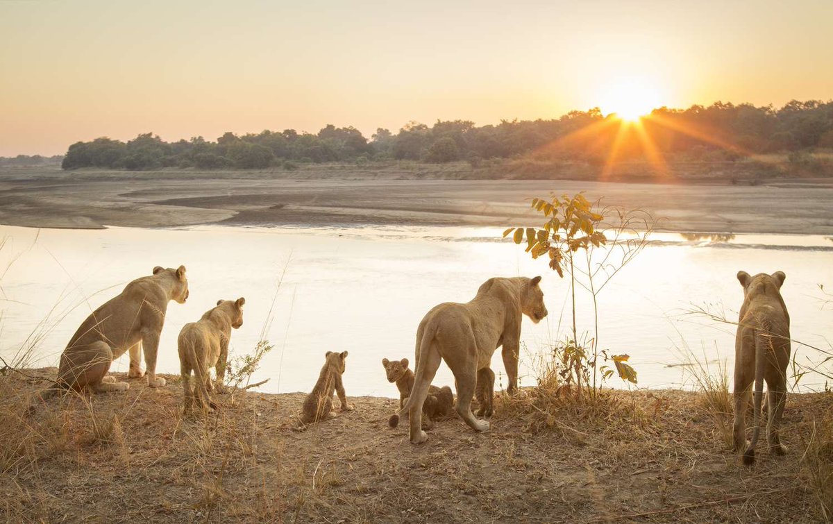 🦁👶🔜👀