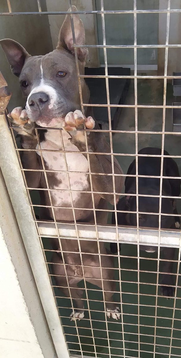 SilviaMylo's tweet photo. 🥺 Así pasa los días Mary en la perrera en Los infiernos Murcia, necesita una familia y su compañero Nando también 💔💔 por favor compartid 🙏🆘🙏 682 30 89 58
Es terrible pobre perrita, pobre Nando su compañero, eso no es vida, no es vida ‼️
Ya está bien ‼️ 😡 😡 😡 😡 😡 😡 😡 https://t.co/aU5sJ1IS4y