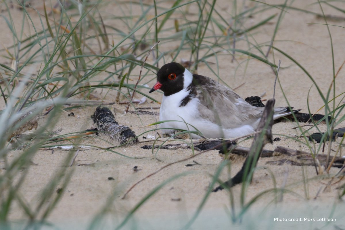 It takes a village to raise a hooded plover chick!

“Hoodies” are back nesting on beaches and need your help to grow their families and population!

When visiting the coast:
🐣Watch out for fenced-off nesting areas
🐣Obey signage
🐣Keep dogs on-lead
🐣Give birds lots of space