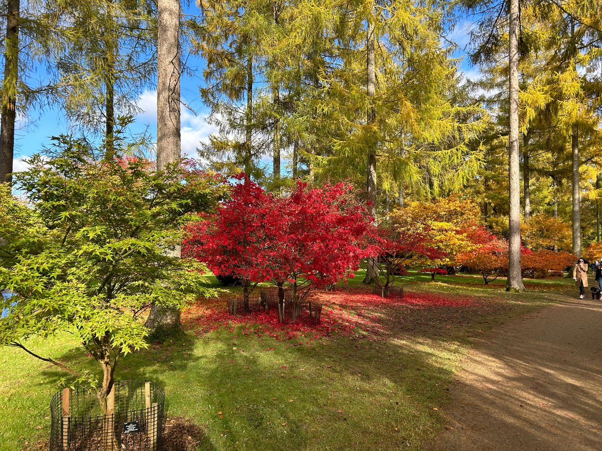 nmtownsend's tweet image. 🍁Autumn colours at #westonbirt #arboretum