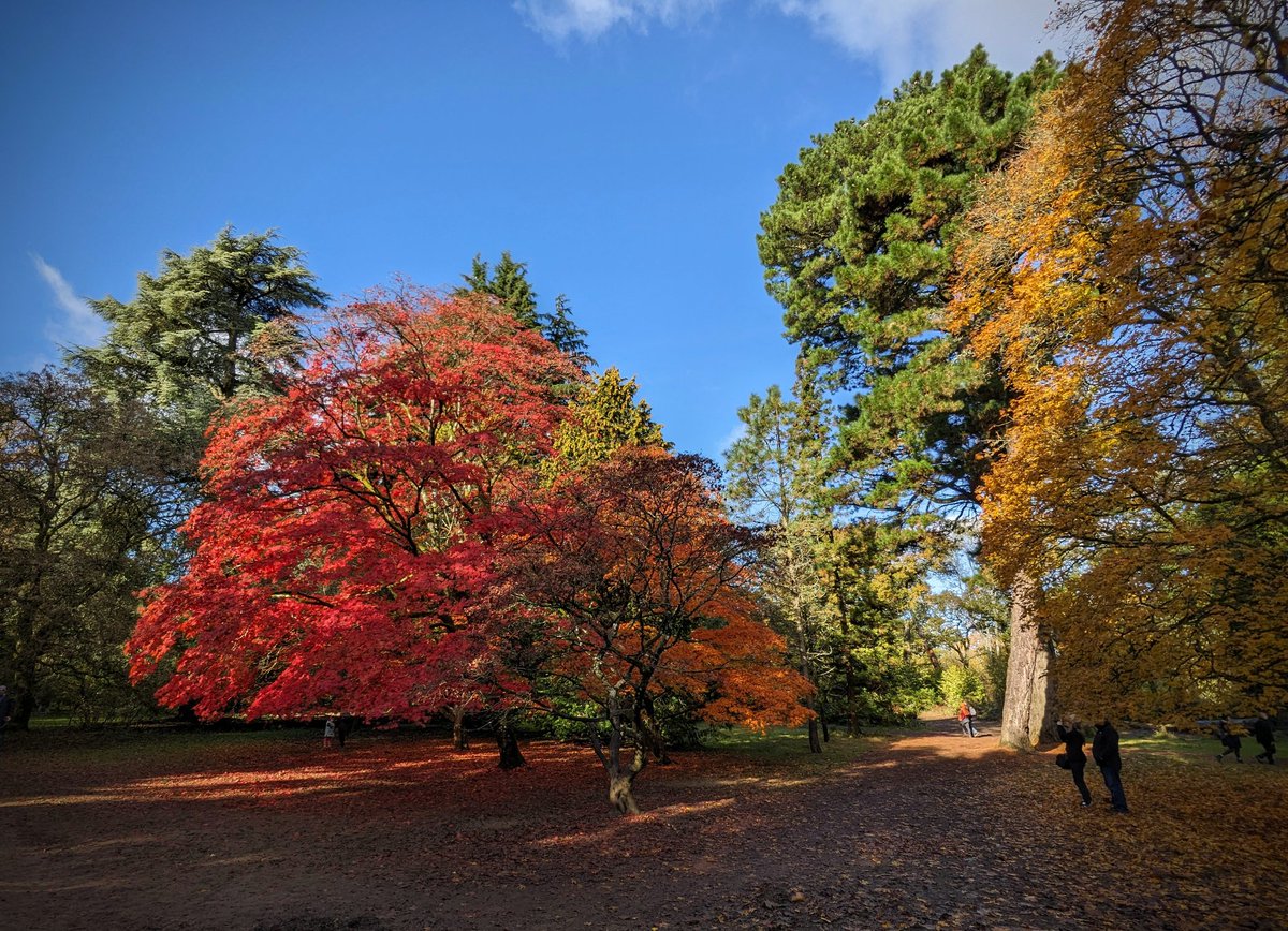 nmtownsend's tweet image. 🍁Autumn colours at #westonbirt #arboretum