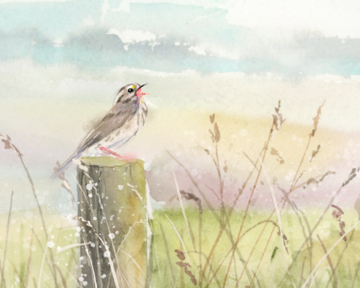 I have a brand new painting: Sparrow Song. Just listed it on Etsy - I’ll add the link below. 
#art #watercolorpainting #birds #wildflowers